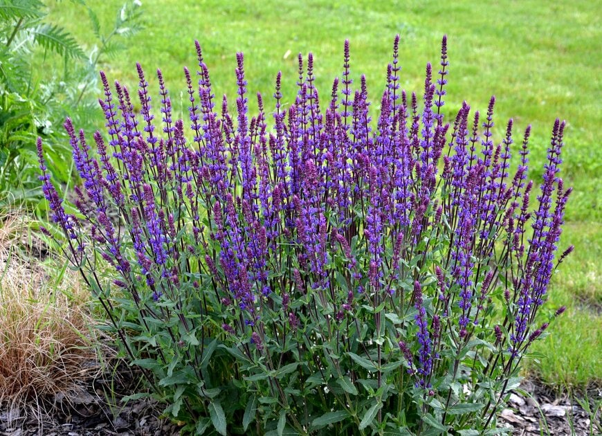 青紫色の花を咲かせている、宿根サルビア