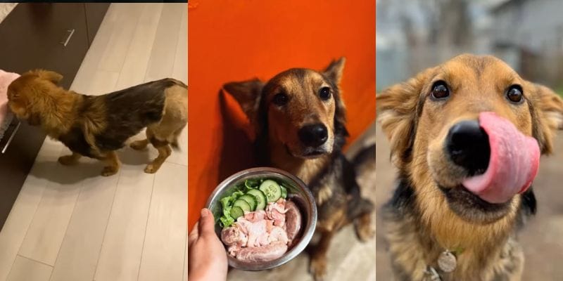 回復し、食事を楽しむハーバード