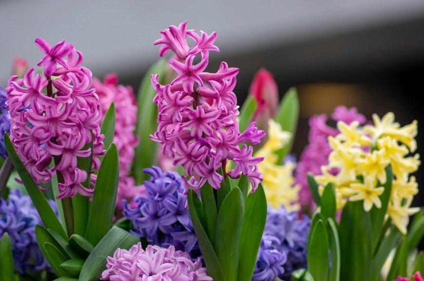 濃いピンク、青、黄色など色とりどりのヒヤシンスの花