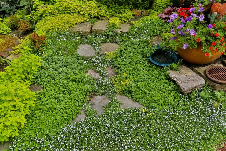 グランドカバープランツで覆われた庭