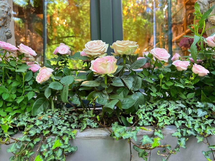 薄いピンク色のバラの花。窓辺のバルコニーでこぼれるように咲いている