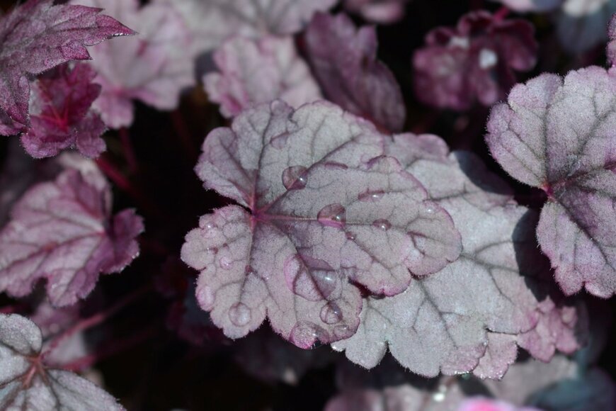 ワインレッドの葉を広げている、ヒューケラ