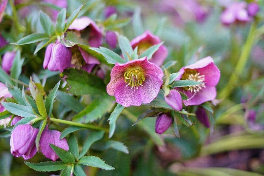 ワインレッドの花を咲かせている、クリスマスローズ