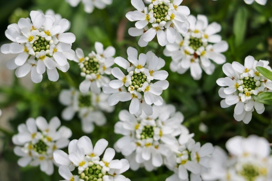 純白のイベリス・センペルビレンスの花々