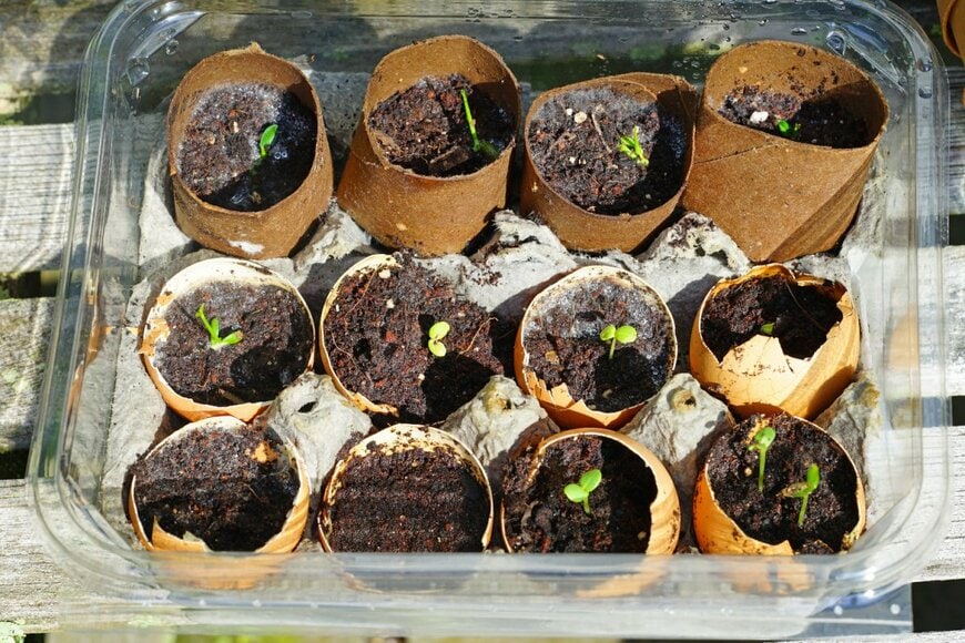 プラスチックケースと卵の殻で種を育てている様子