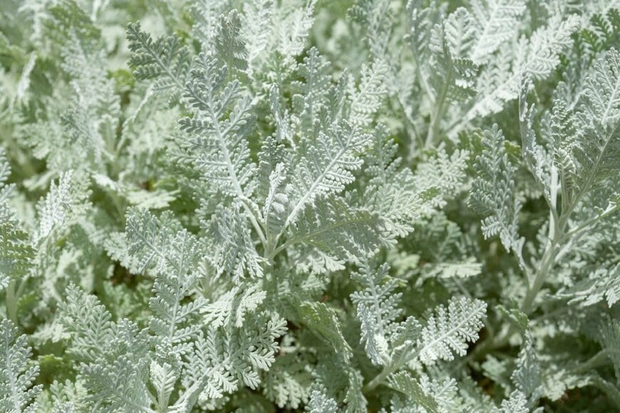 繊細な切れ込みの入った白い葉を広げている、シルバーレース