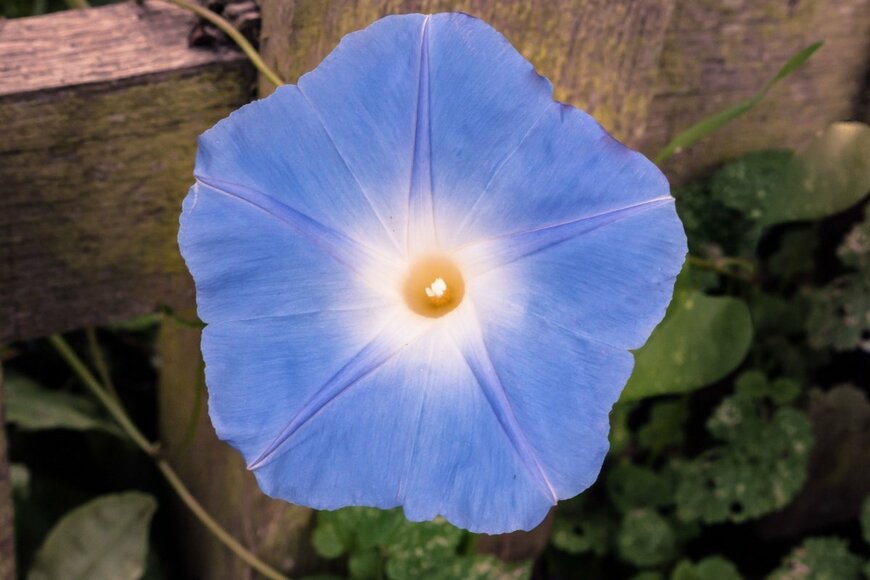 アサガオの花。色は青。中央部は白。