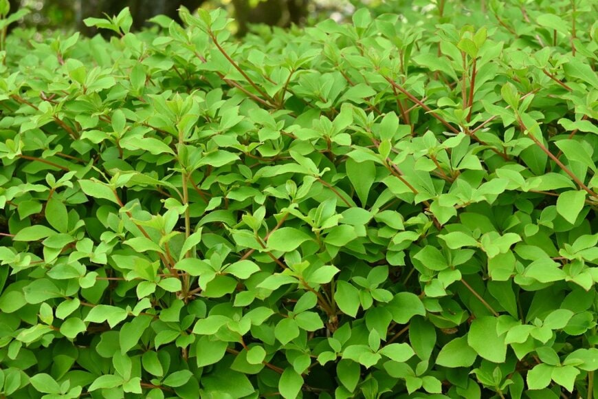 青々と生い茂ったドウダンツツジの葉