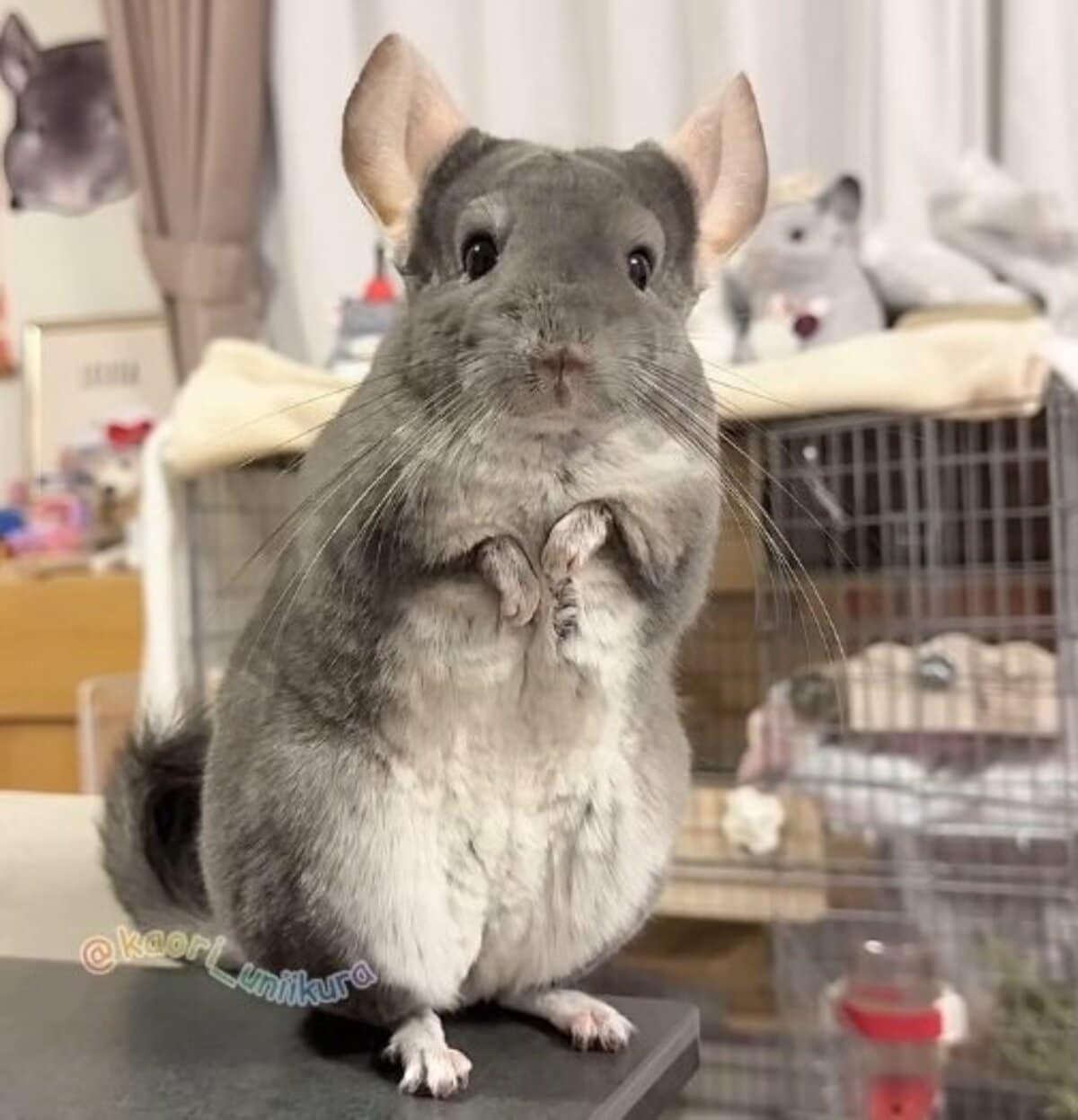 チンチラ img_aee5cf04405f107dc4795cc1c1