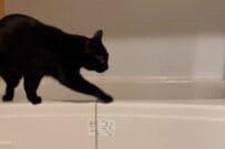 不安そうな様子で「浴室をウロウロする猫」に思わず目を疑う　まさかの理由に「不思議です」