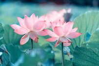 【過去最多水準の13％】6月11日公表《障害年金》「新規認定で不支給」増加の背景とは？