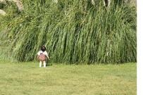 1歳児が見上げた先にある「巨大すぎる草」の正体に「そういう名前なんだ…」