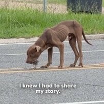 道路の真ん中で「衰弱しきった犬」を保護　手厚いケアで表情豊かに変身した姿に「天使の赤ちゃん」