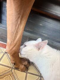 散歩から帰宅した犬の「足チェック」する猫　予想外の反応にホッコリ