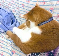 「ちょっと休憩ニャ」背中を丸めて座る猫ちゃんの姿にユーザーもニッコリ