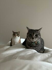起きたら目の前にこれが…「だるまさんがころんだ」のような猫2匹の静止ポーズに7808いいね