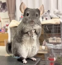フリーズからの…にゅーん！伸縮するチンチラさんにときめく声多数「可愛いだけで全国民が歓喜」「姿勢がいいですね」