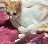 後輩猫が先輩のしっぽをモミモミ→予想の斜め上を行く叱り方に笑ってしまう