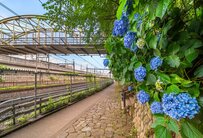 【2024年版】東京のあじさい人気スポット4選！最新の情報から見どころまで紹介 