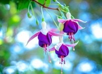 今すぐ植えたい！春に咲く「釣り鐘型の花」が可愛い低木3選