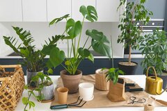 【おしゃれな観葉植物オススメ10選】冬は室内で楽しもう！寒さに負けない育て方のコツとは？