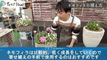 植えどきは今！センスよく見せる《ネモフィラの寄せ植え方法》おすすめ