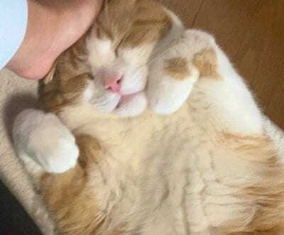 かわいい寝顔で眠るダーウィンちゃん