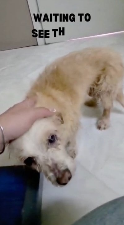 ヘルニアを抱えて保護された「小さな老犬」が手術へ… リスクを乗り越え、元気に戻ってきた姿が涙を誘う