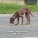 道路の真ん中で「衰弱しきった犬」を保護　手厚いケアで表情豊かに変身した姿に「天使の赤ちゃん」
