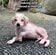 皮膚病におかされ身を震わせる子犬を保護 命の危機から脱出し幸せになった姿に「本当に天使」の声