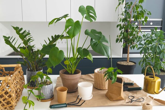 【おしゃれな観葉植物オススメ10選】冬は室内で楽しもう！寒さに負けない育て方のコツとは？