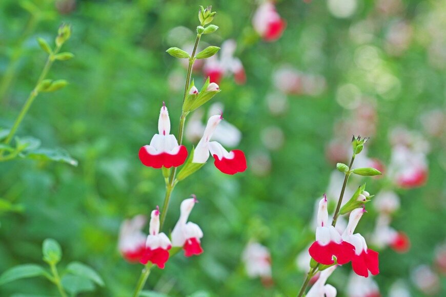 gaguri_1/istockphoto.com