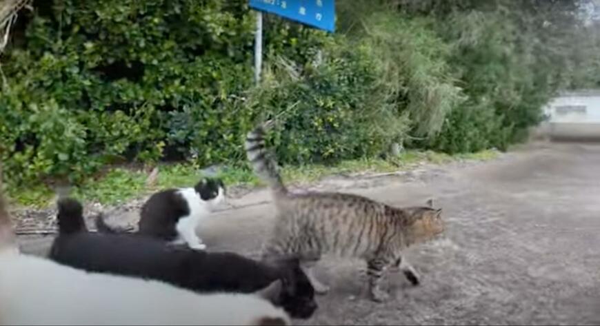 出所：@ImpressedCatVideo