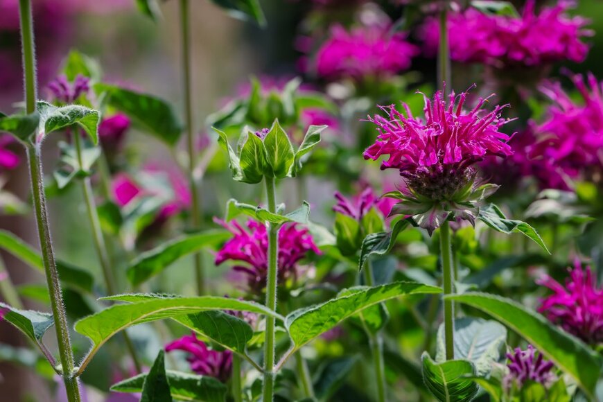 Molly Shannon/shutterstock.com