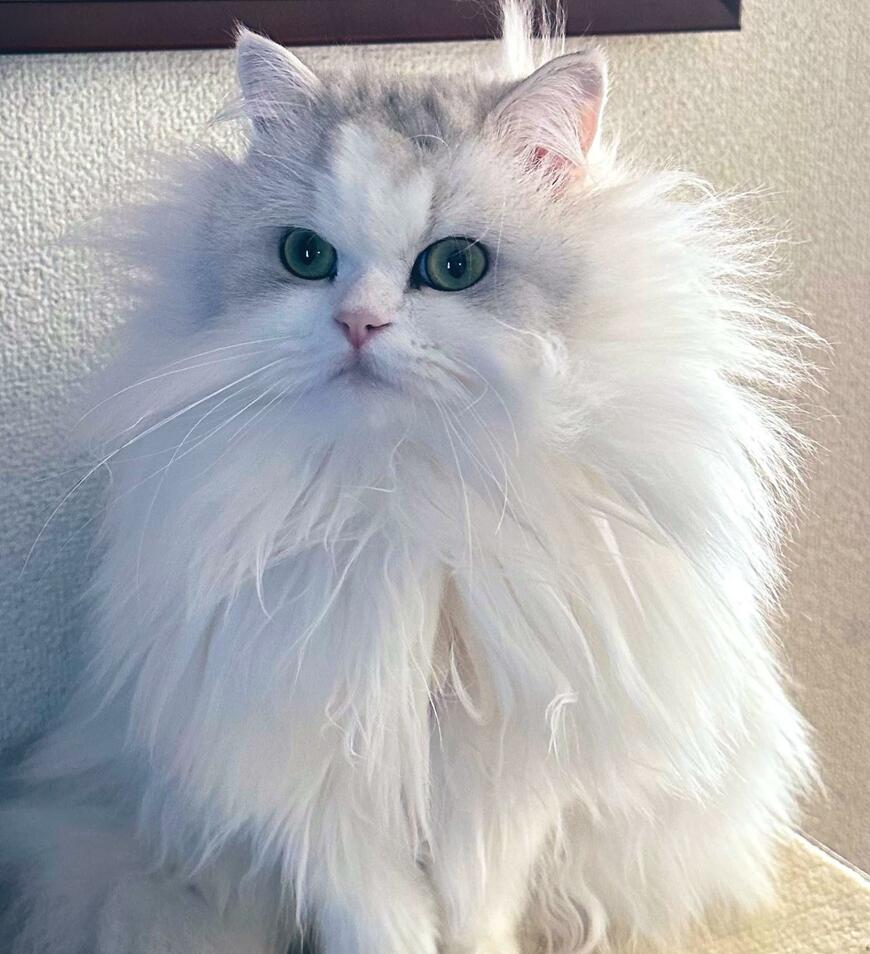 出所：@NEKOLAND13