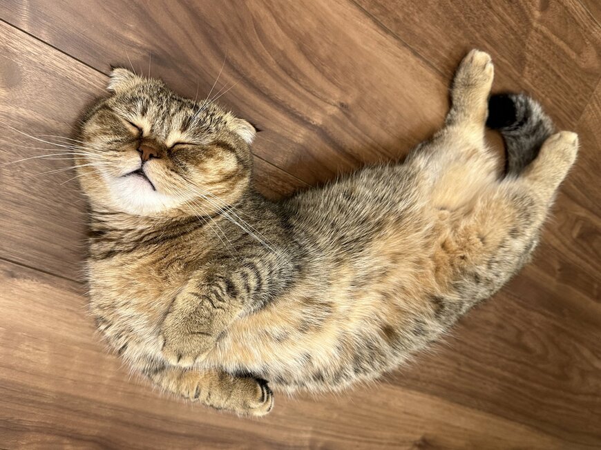 出所：@ponpokopontanu