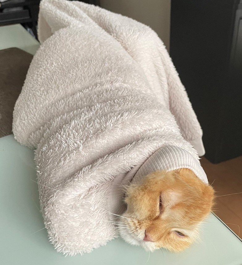 出所：@NEKOLAND13