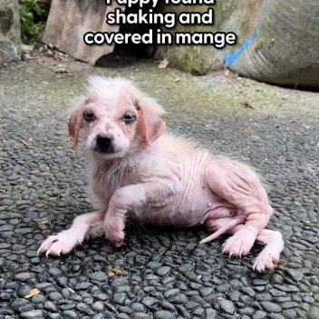 皮膚病におかされ身を震わせる子犬を保護 命の危機から脱出し幸せになった姿に「本当に天使」の声