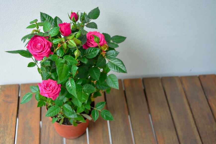 Balasioiu Sorin Ionut/shutterstock.com