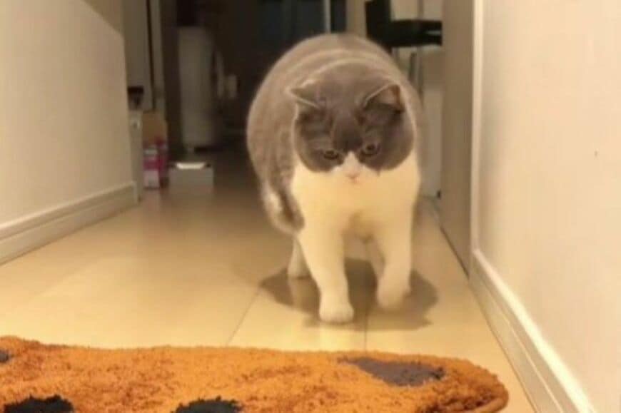 【飼い主をお出迎えする猫】クマさんの玄関マットが気になるのかと思ったら→その後の行動に思わず笑ってしまう