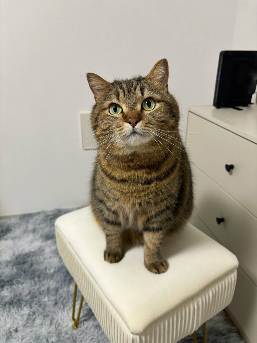 【キラキラおめめにキュン】おめかしをお願い（？）する猫ちゃんが可愛すぎると話題！ちょこんと座る姿もいじらしい