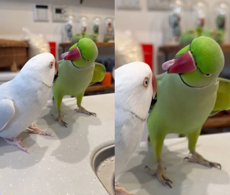 出所：@zundamame_cockatiel