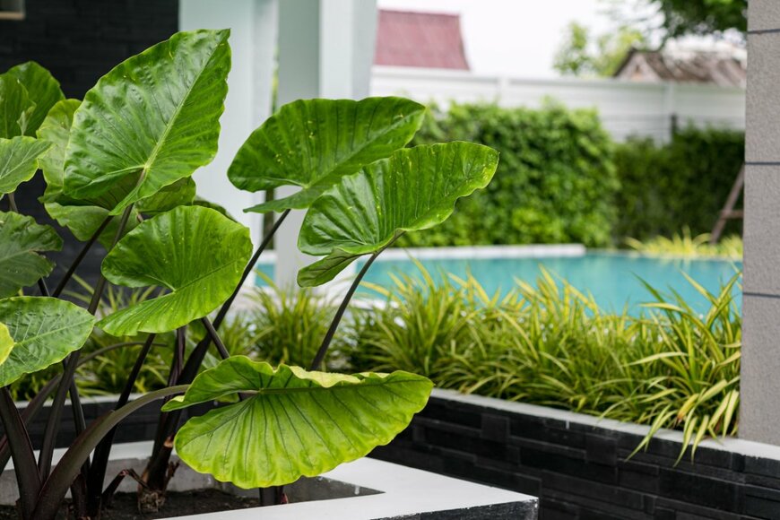                                                              Foto by KKK/shutterstock.com