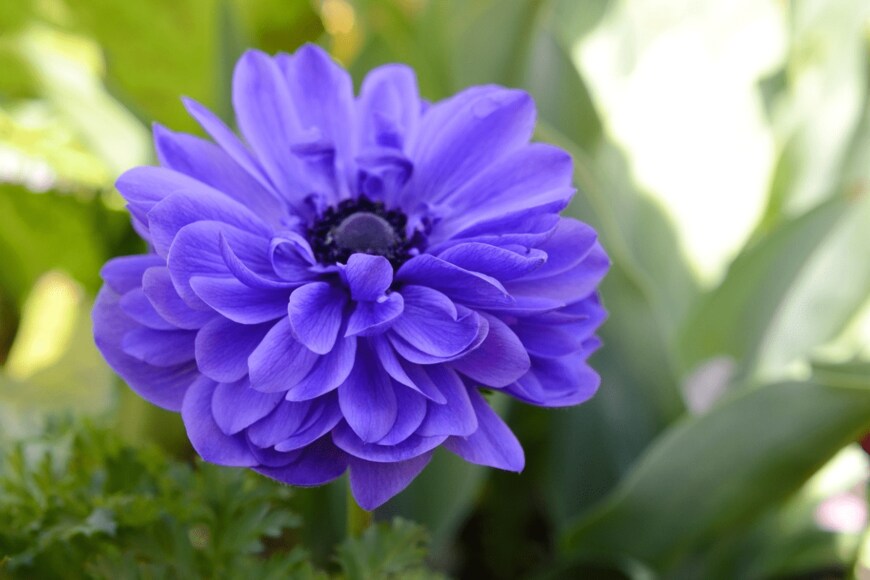 hongquang09/istockphoto.com