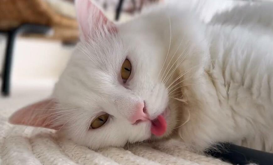 出所：@meltube_cat