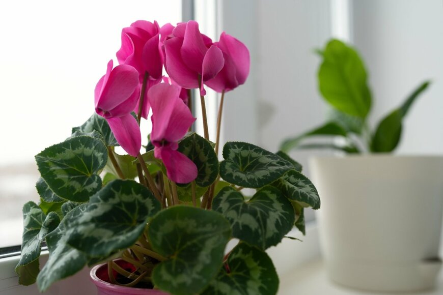 V2505/shutterstock.com