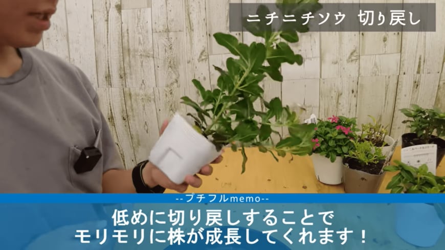 出所：@petit_fleur