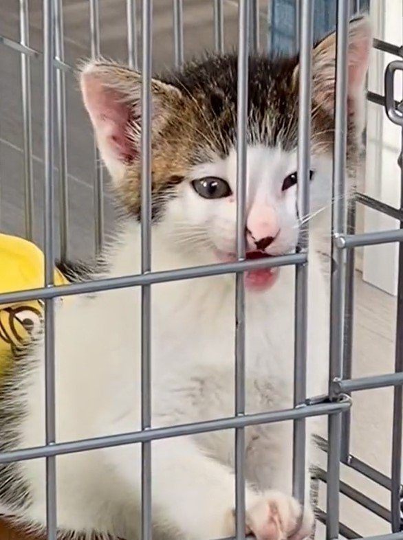 出所：@Saeroyi_cat