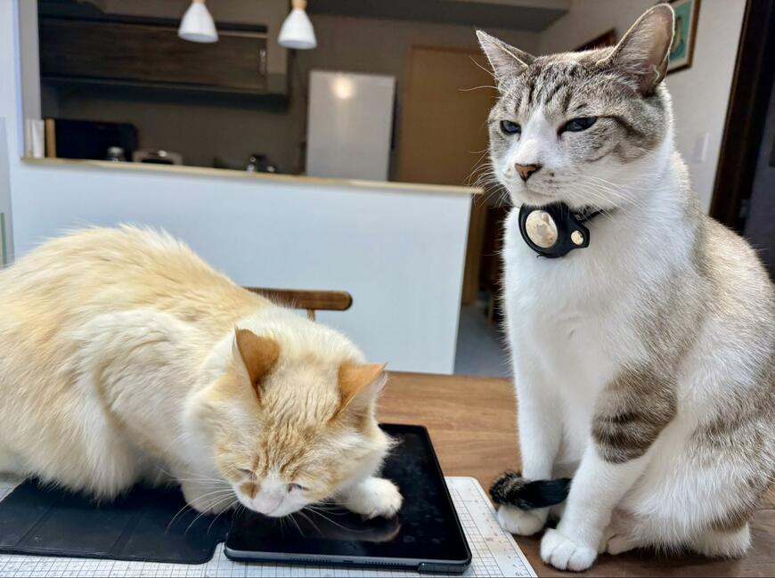 出所：@omochi_nam01