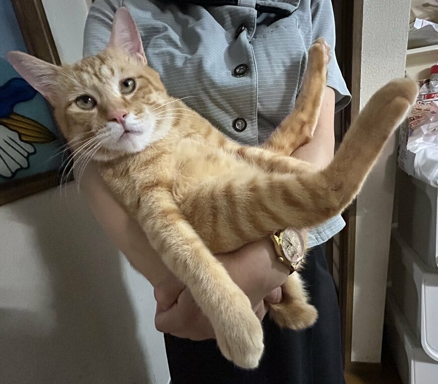 出所：@Beercat_Ana_Dar